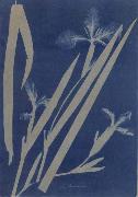 Anna Atkins Iris Pseudocorus painting